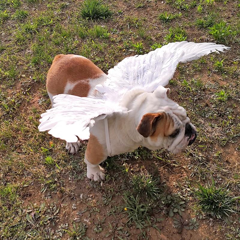 Angel Wings For Pets